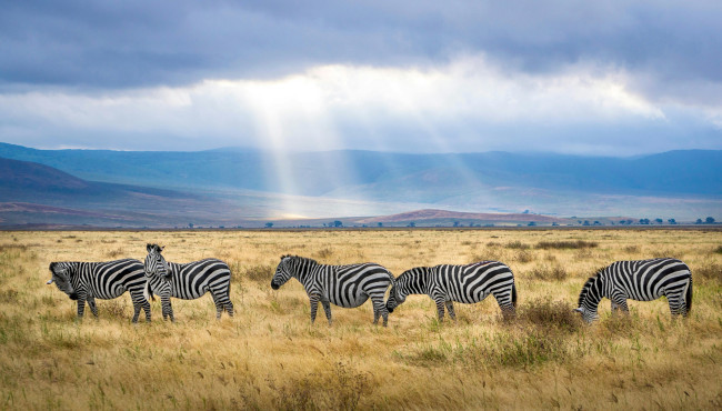 Unsere Safari-Reise in Tansania war das Abenteuer unseres Lebens